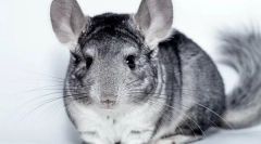 Ce vitamine trebuie să dea chinchilla